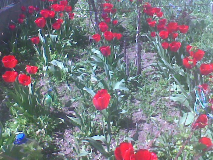 18 aprilie 2013 - lalele rosii gigant