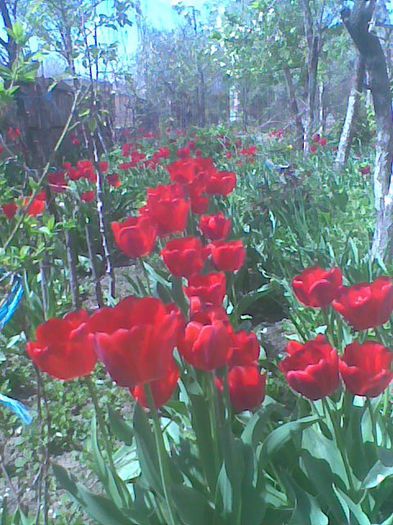 18 aprilie 2013 - lalele rosii gigant