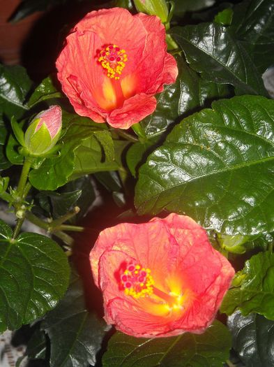 Viki orange - Kaufland