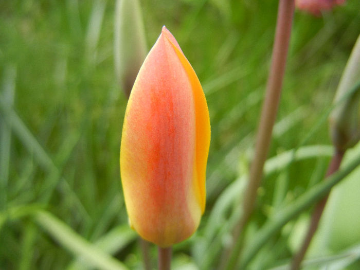Tulipa clusiana Chrysantha (2013, Apr.19)