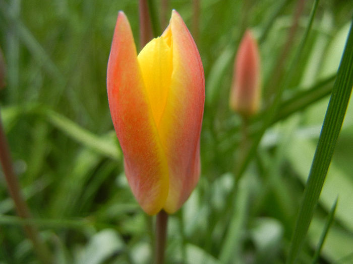 Tulipa clusiana Chrysantha (2013, Apr.19)