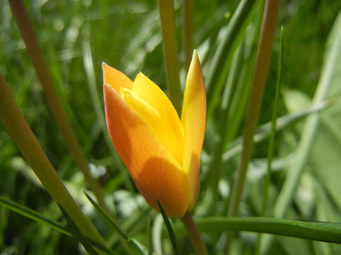 Tulipa clusiana Chrysantha (2013, Apr.19)