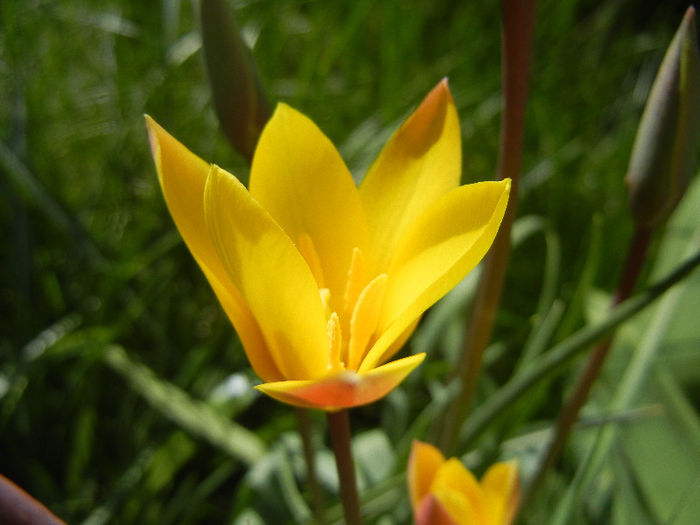 Tulipa clusiana Chrysantha (2013, Apr.19) - Tulipa Chrysantha