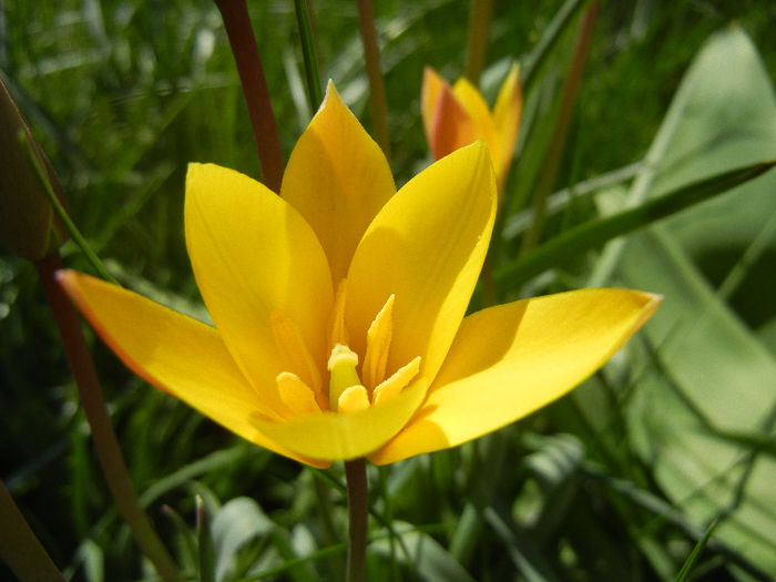 Tulipa clusiana Chrysantha (2013, Apr.19)