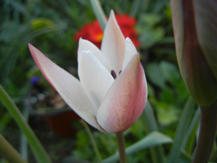 Tulipa Peppermint Stick (2013, April 19)