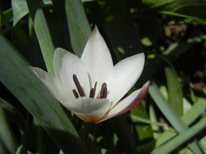 Tulipa Peppermint Stick (2013, April 19) - Tulipa Peppermint Stick