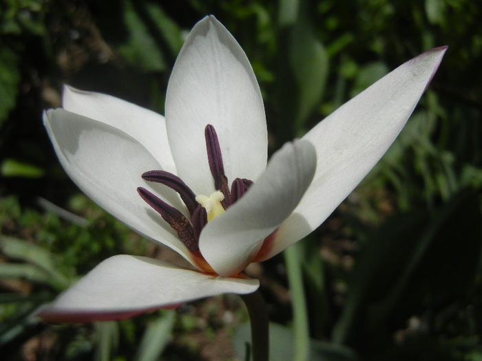 Tulipa Peppermint Stick (2013, April 19) - Tulipa Peppermint Stick