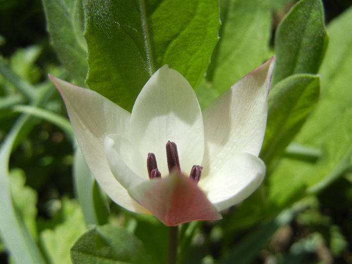 Tulipa Peppermint Stick (2013, April 19)