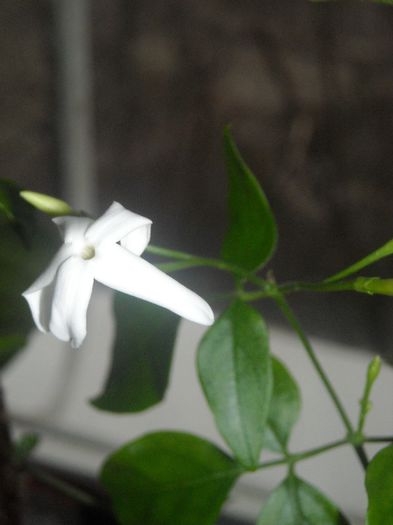 Jasmin azoricum cu acelasi drag mereu !