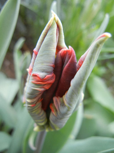 Tulipa Bastogne Parrot (2013, April 18)