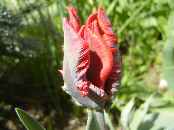 Tulipa Bastogne Parrot (2013, April 19)