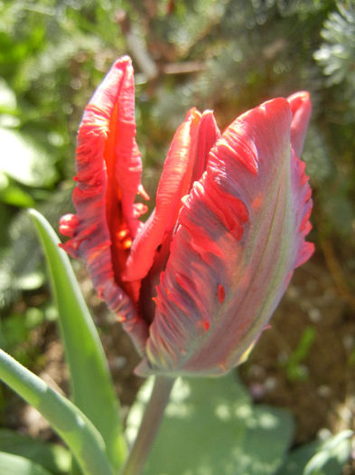 Tulipa Bastogne Parrot (2013, April 19)