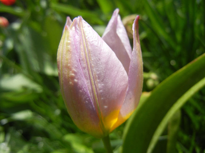 Tulipa Lilac Wonder (2013, April 19)