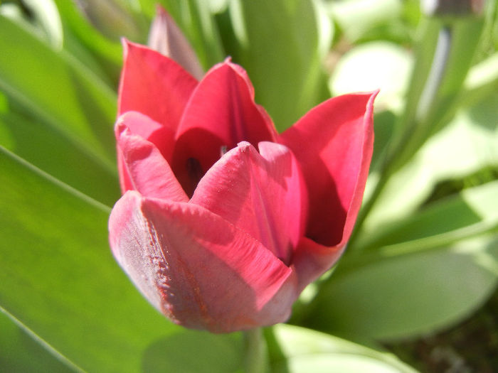 Tulipa Negrita (2013, April 19) - Tulipa Negrita