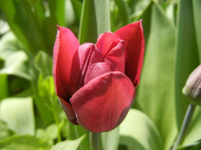 Tulipa Negrita (2013, April 19)