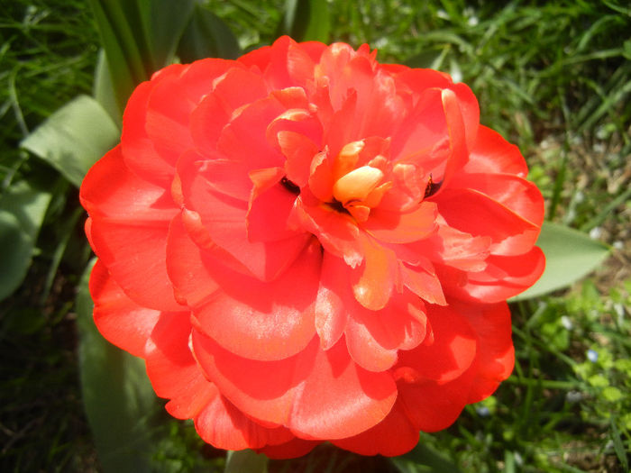 Tulipa Miranda (2013, April 19)