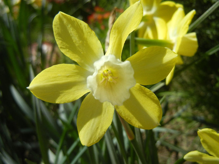 Narcissus Pipit (2013, April 19) - Narcissus Pipit