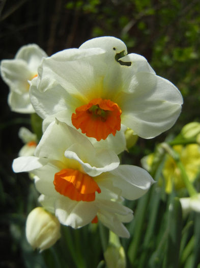 Narcissus Geranium (2013, April 19)