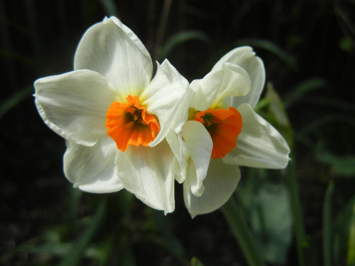 Narcissus Geranium (2013, April 19) - Narcissus Geranium