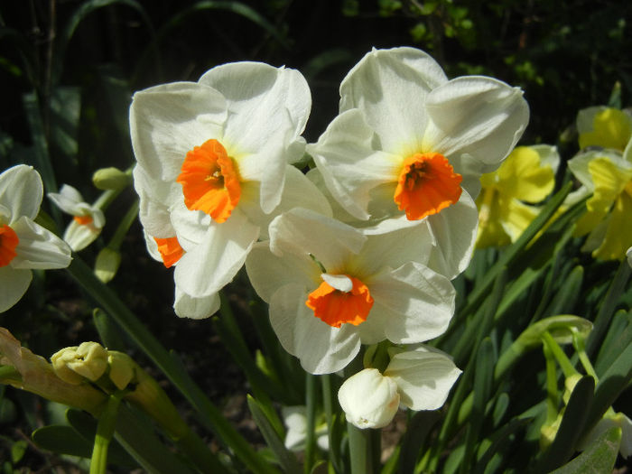 Narcissus Geranium (2013, April 19) - Narcissus Geranium