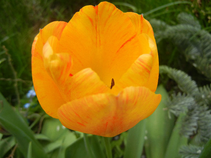 Tulipa Orange Bowl (2013, April 19)