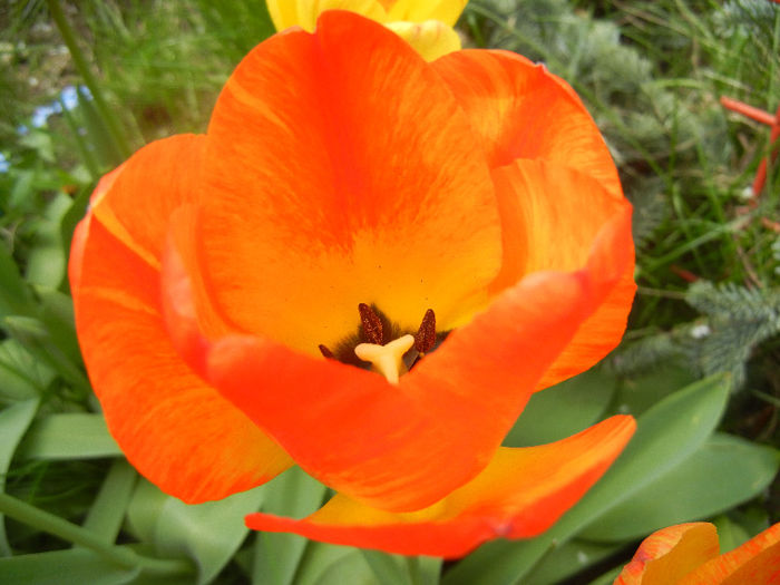 Tulipa Orange Bowl (2013, April 19)