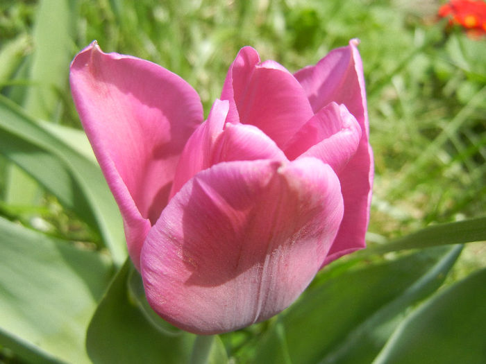 Tulipa Maytime (2013, April 19) - Tulipa Maytime