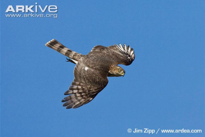 Sharp-shinned-hawk-in-flight