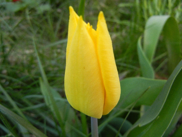 Tulipa Flashback (2013, April 18) - Tulipa Flashback