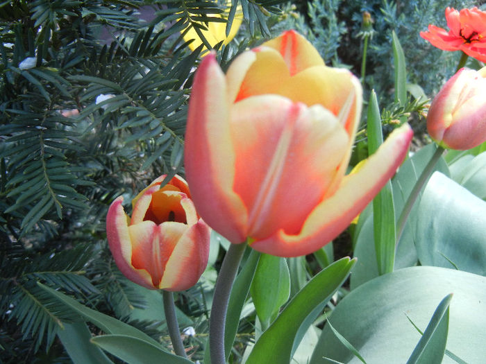 Tulipa Leen van der Mark (2013, April 19)