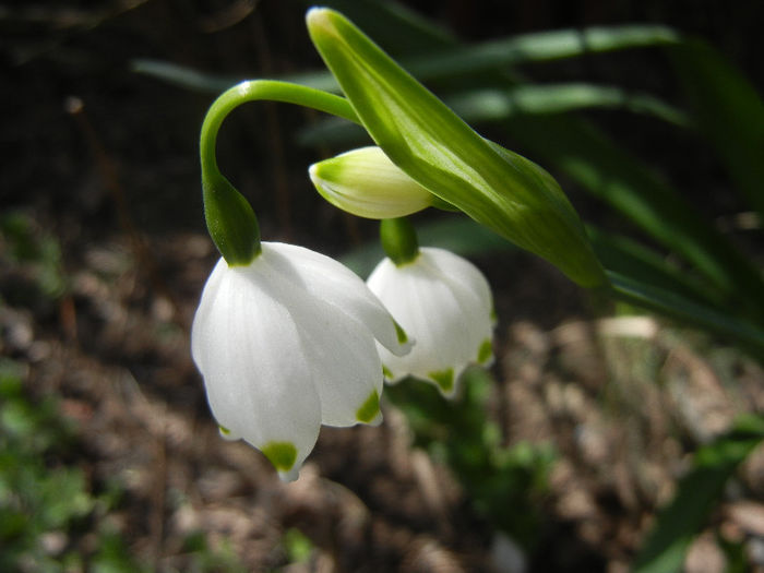 Leucojum aestivum (2013, April 19)