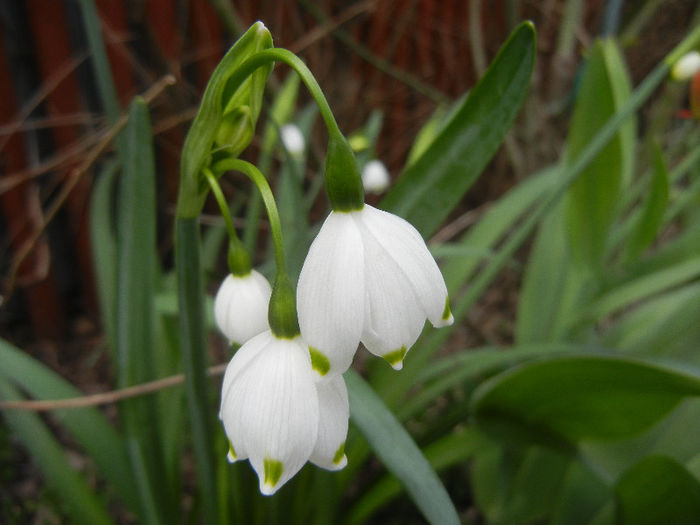 Leucojum aestivum (2013, April 19)