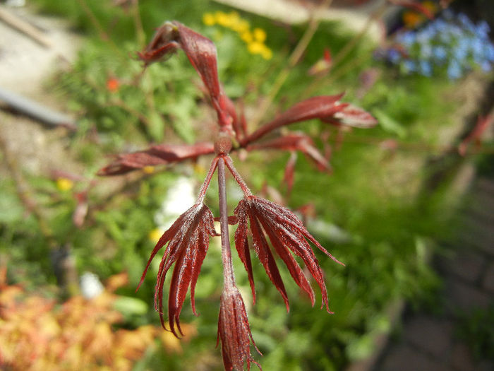Acer palmatum Bloodgood (2013, Apr.19)