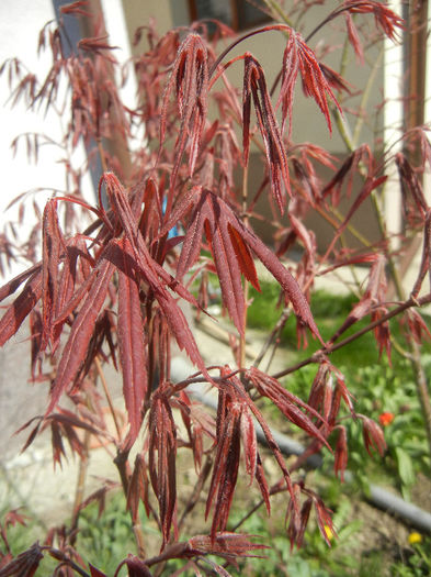Acer palmatum Bloodgood (2013, Apr.19)