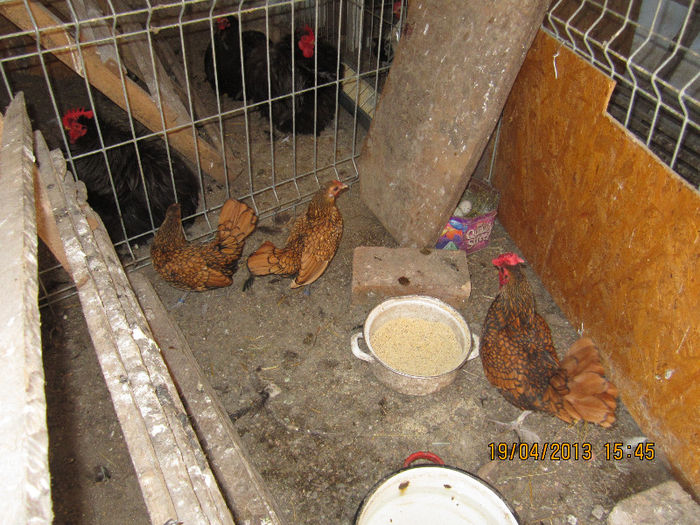 recet achizoitionati sebright auriu