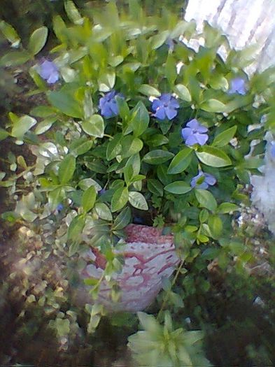 Fotogr.0456 - Vinca