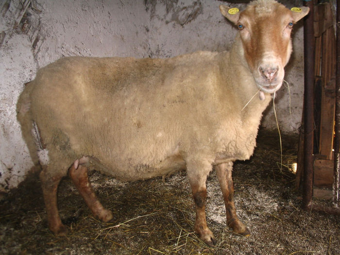 Cea batrana, de la ea provin toti