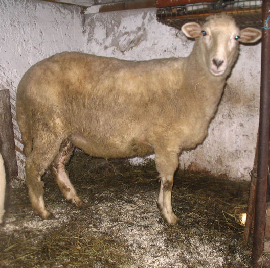 Carlan din ianuarie 2012