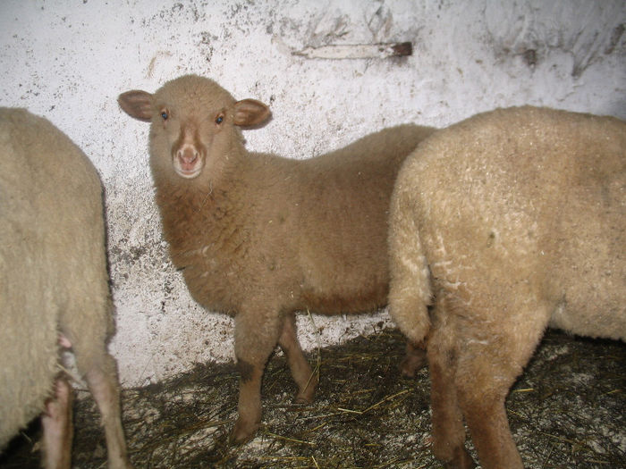 Mieluta din ianuarie 2013