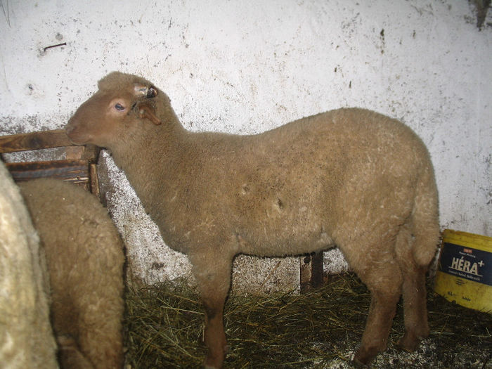 Berbecut din ianuarie 2013