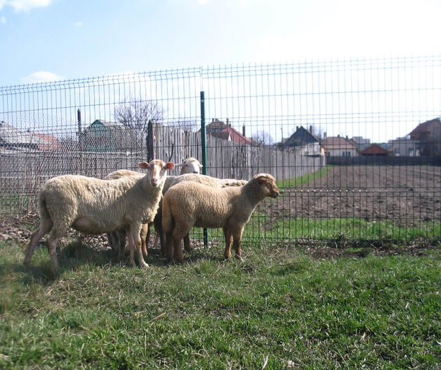 IMG_1835 - Miei si oi 2013