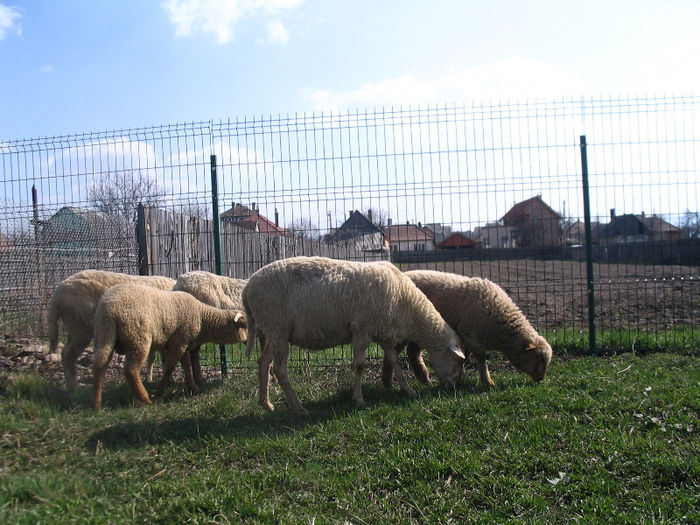 IMG_1838 - Miei si oi 2013