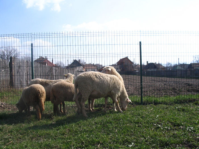 IMG_1841 - Miei si oi 2013