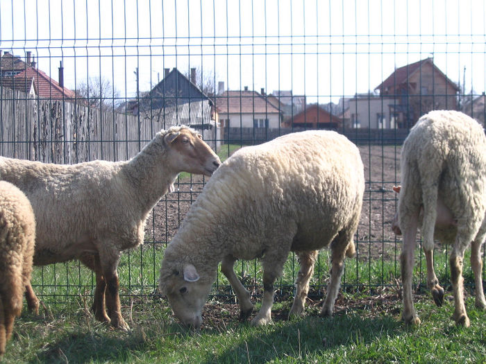 IMG_1842 - Miei si oi 2013