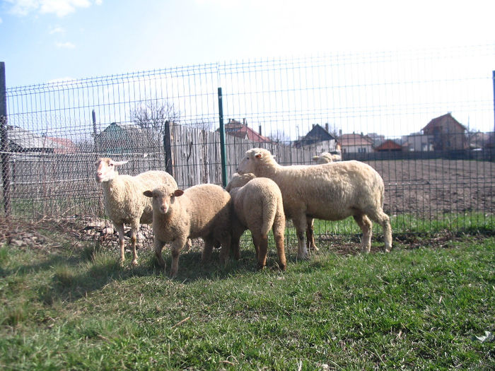 IMG_1843 - Miei si oi 2013