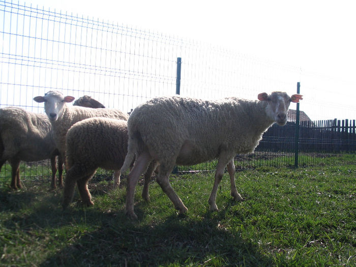 IMG_1845 - Miei si oi 2013