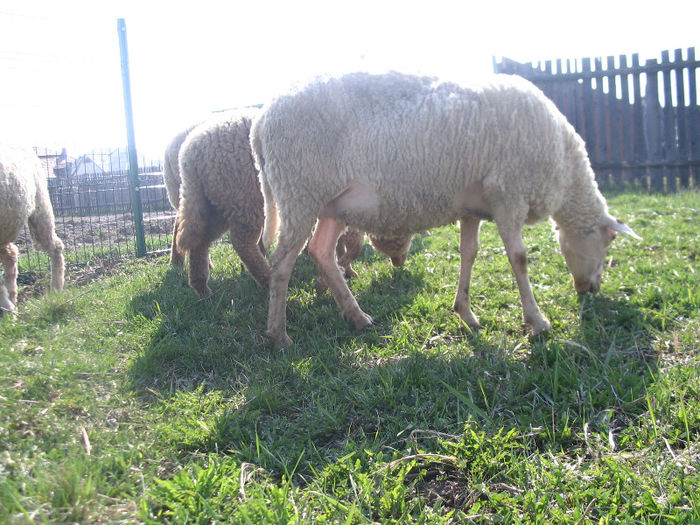 IMG_1848 - Miei si oi 2013