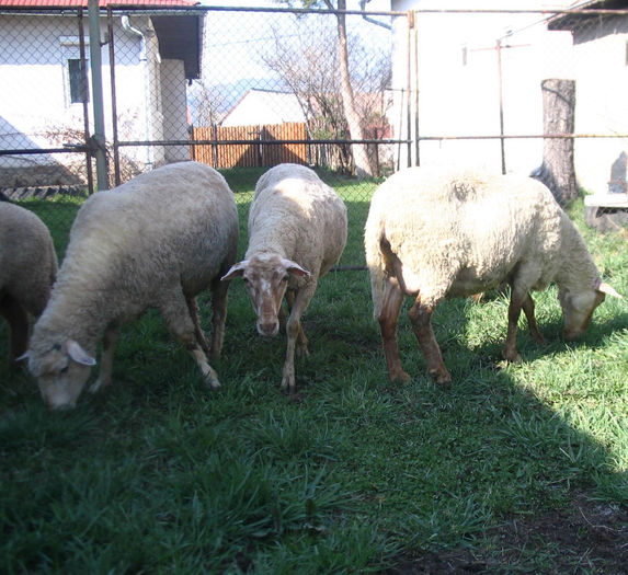 IMG_1853 - Miei si oi 2013