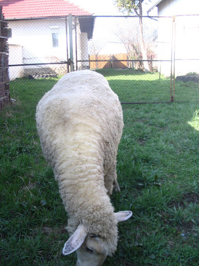 Grasana, carlan din ianuarie 2012 - Miei si oi 2013