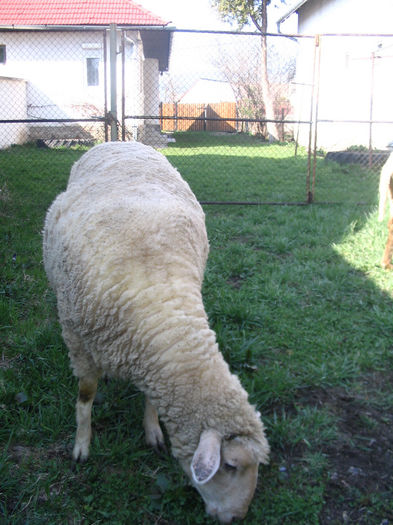 Grasana, carlan din ianuarie 2012 - Miei si oi 2013